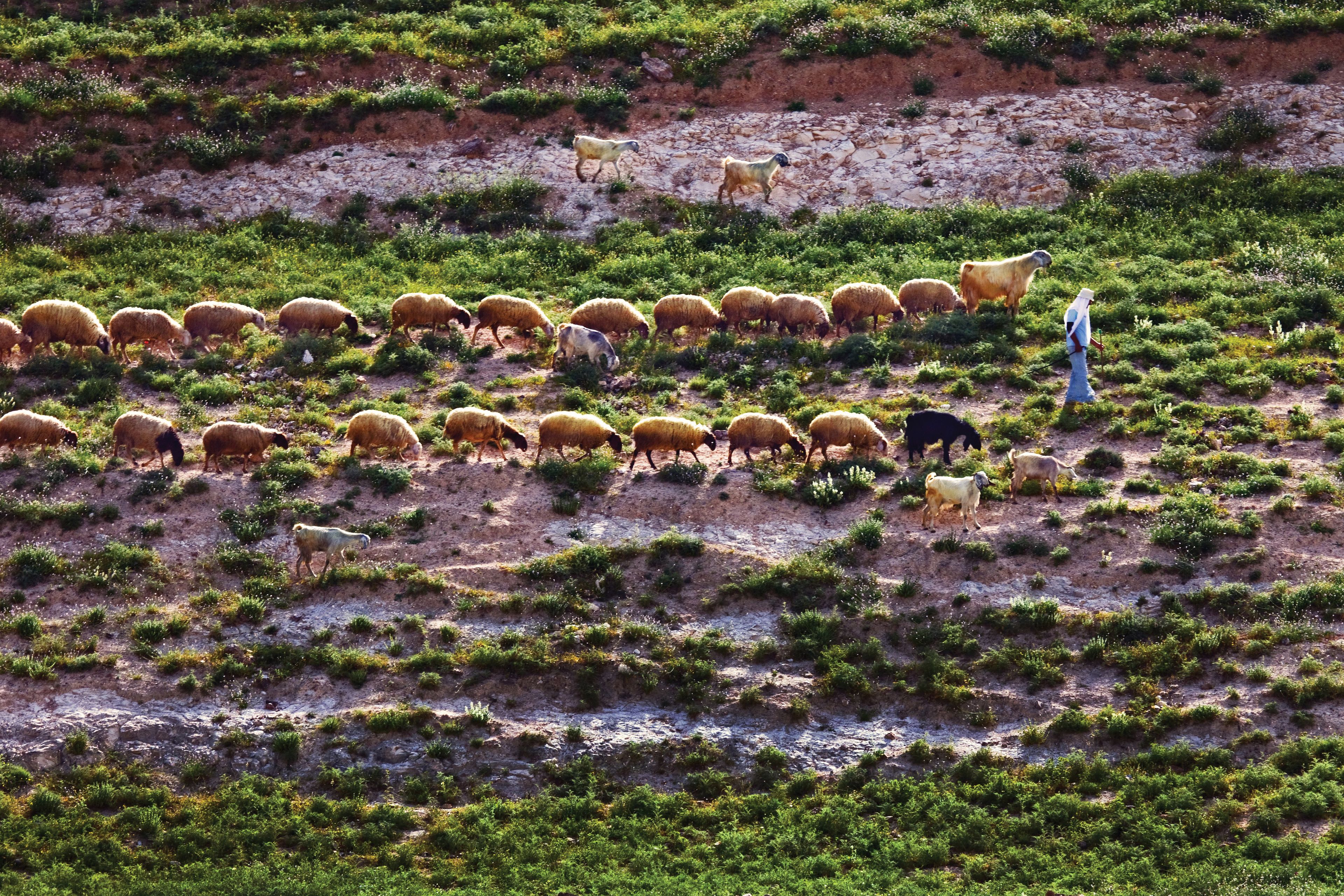 A shepherd leading his sheep.