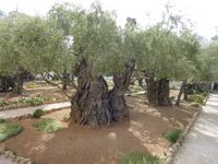 oliventræer
