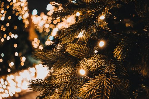 Christmas lights on tree