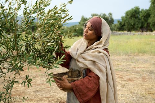 A servant labors in the vineyard inspecting planted olive trees. This is part of the olive tree allegory mentioned in Jacob 5.