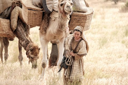 woman and camels