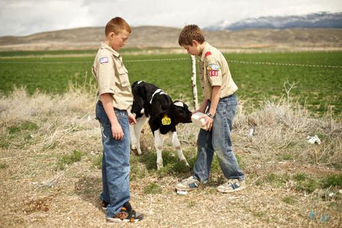 Two Boy Scouts standing by a green field and feeding a calf with a bottle of milk.