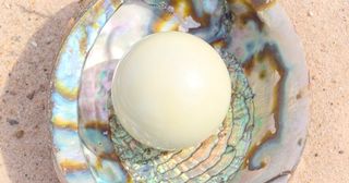 shell sand pearl