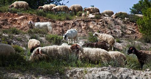Sheep and Goats in Israel