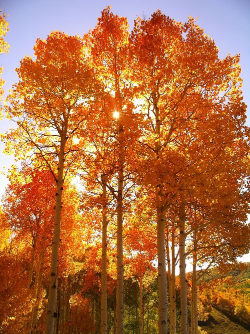 The sun is shining through bright orange leaves on tall quaking aspen trees, with a clear blue sky above.