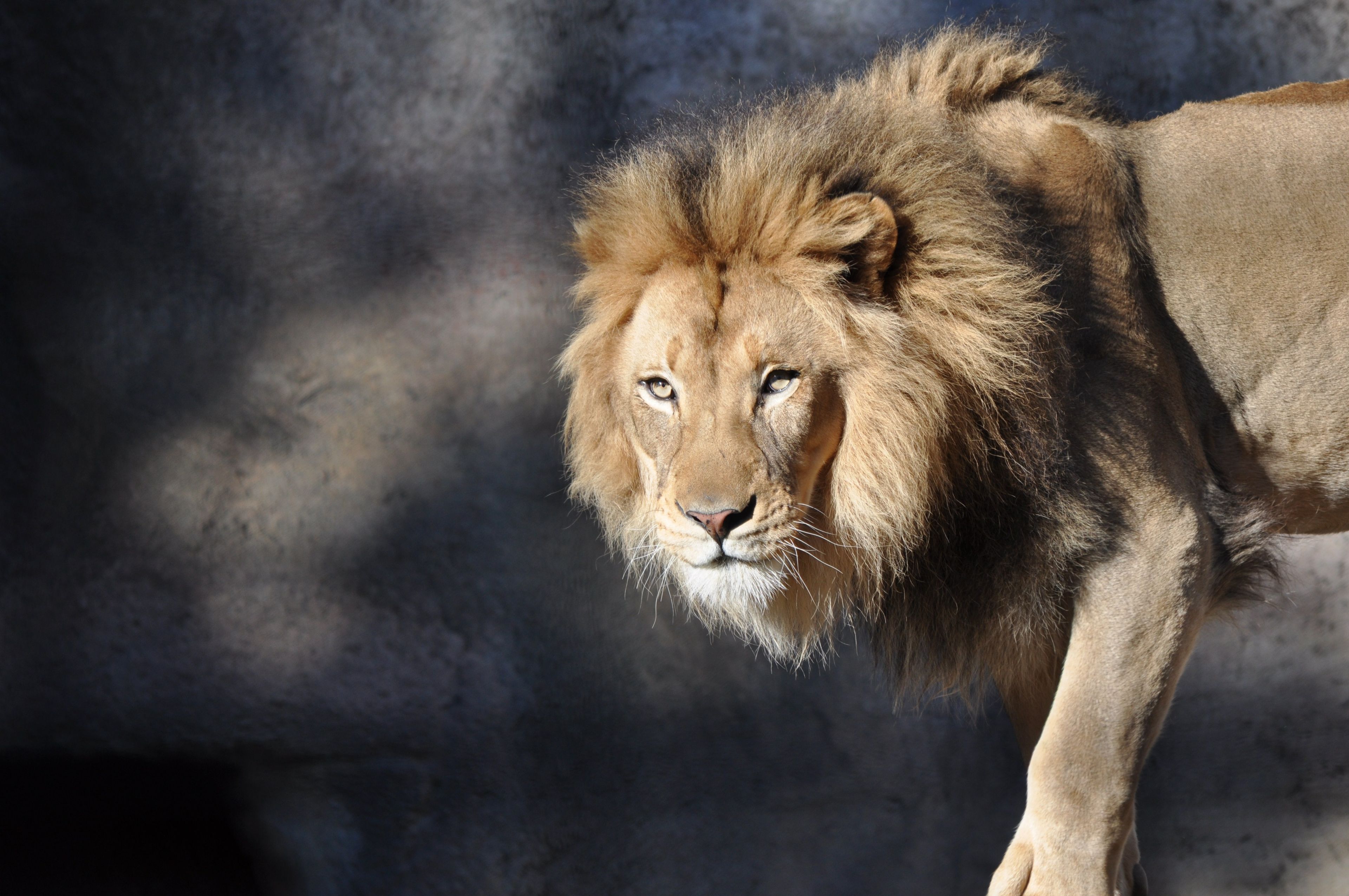 An image of a male lion.