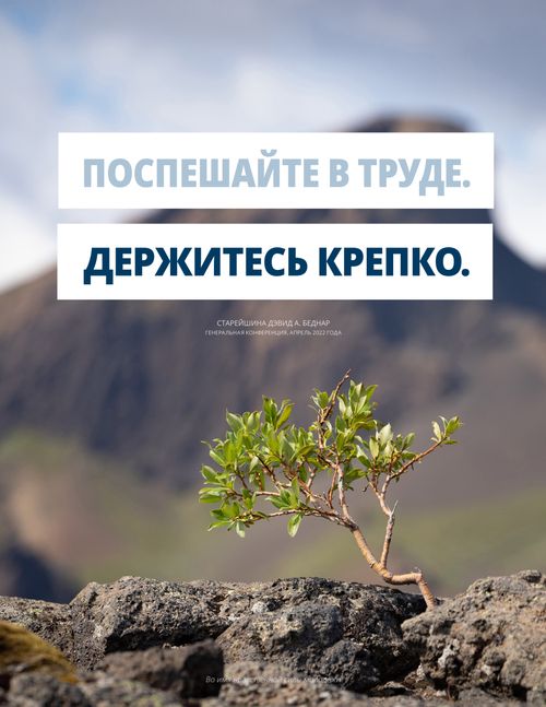 плакат с изображением растения на скале