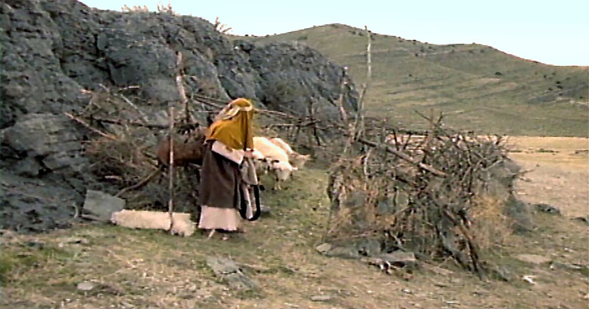 Shepherd