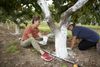Sister missionaries and other young adults get together to paint the trunks of fruit trees white with latex paint.
