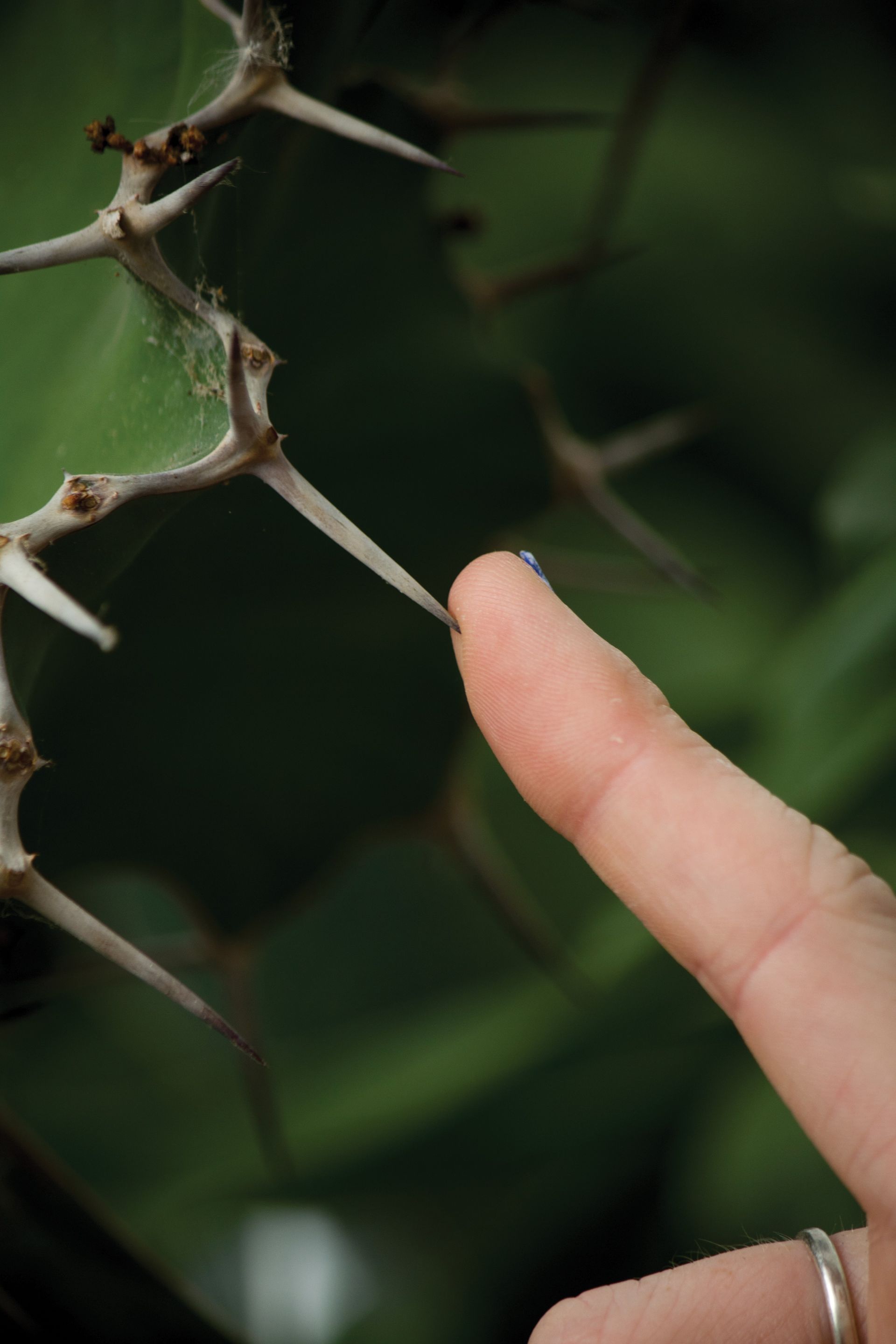 A finger touching a thorn on a plant.