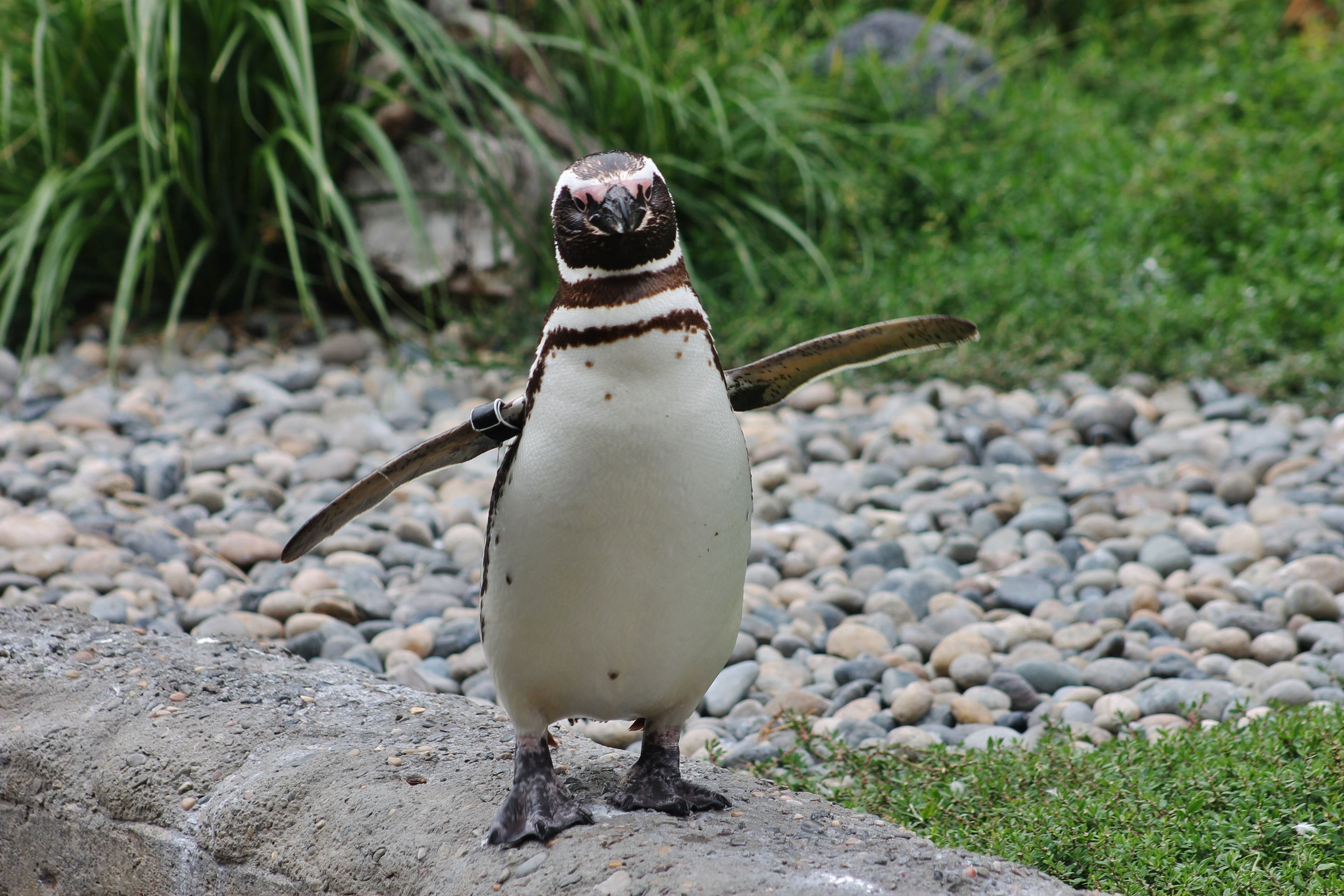 A portrait of a penguin.