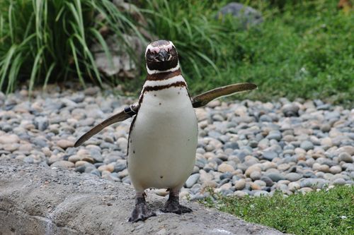 A penguin walking on a strip of cement with its wings spread out for balance.