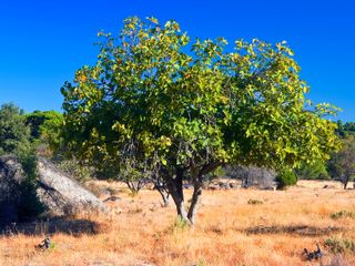 смокиново дърво