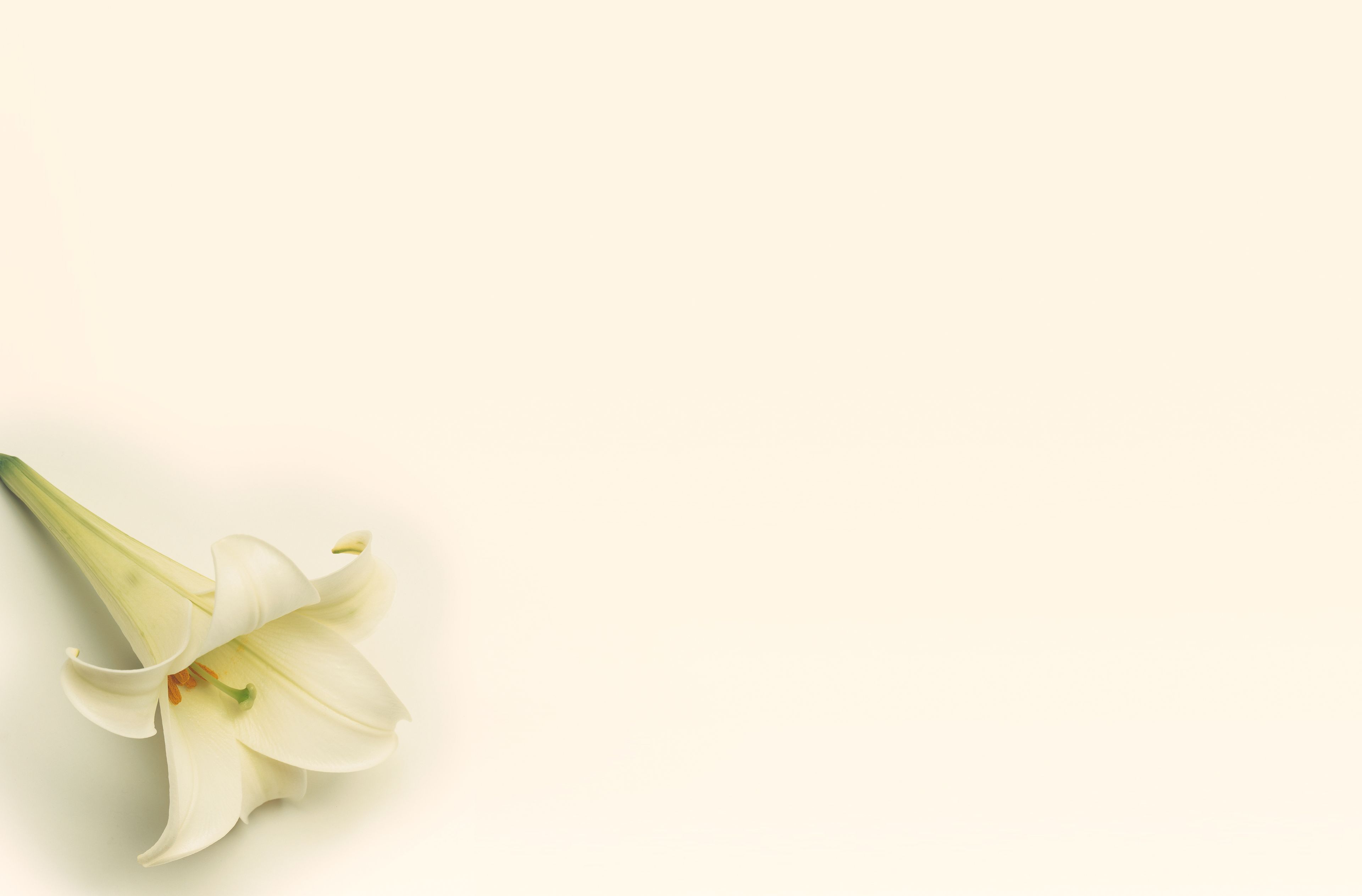 A white lily on a plain background.