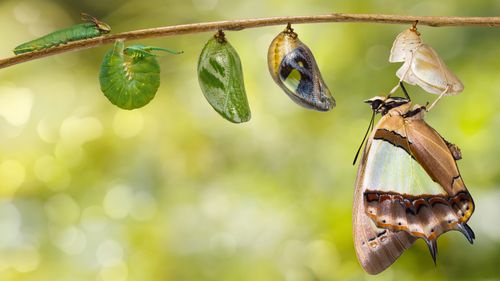 Etapas de una oruga que se convierte en mariposa