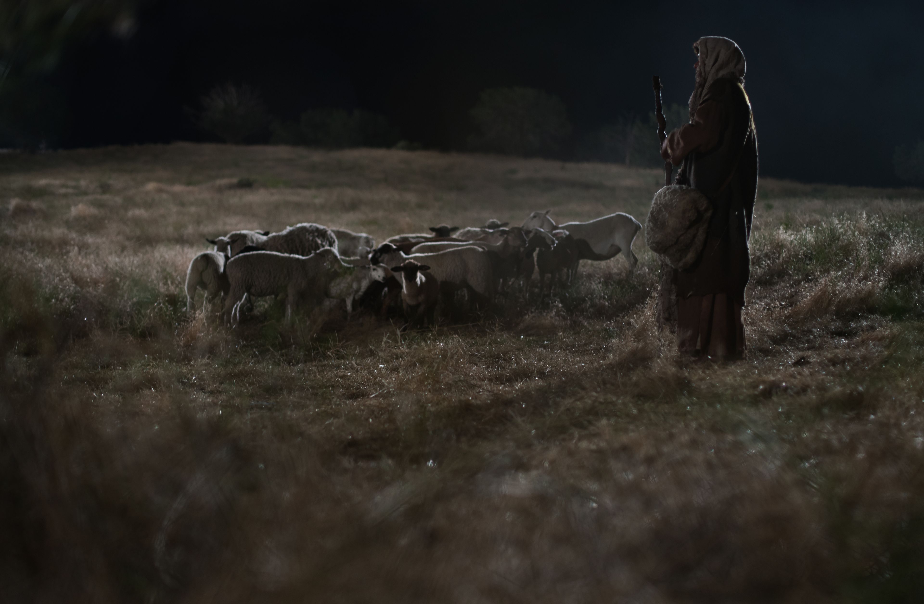 A shepherd stands alone in a field at night with his sheep.