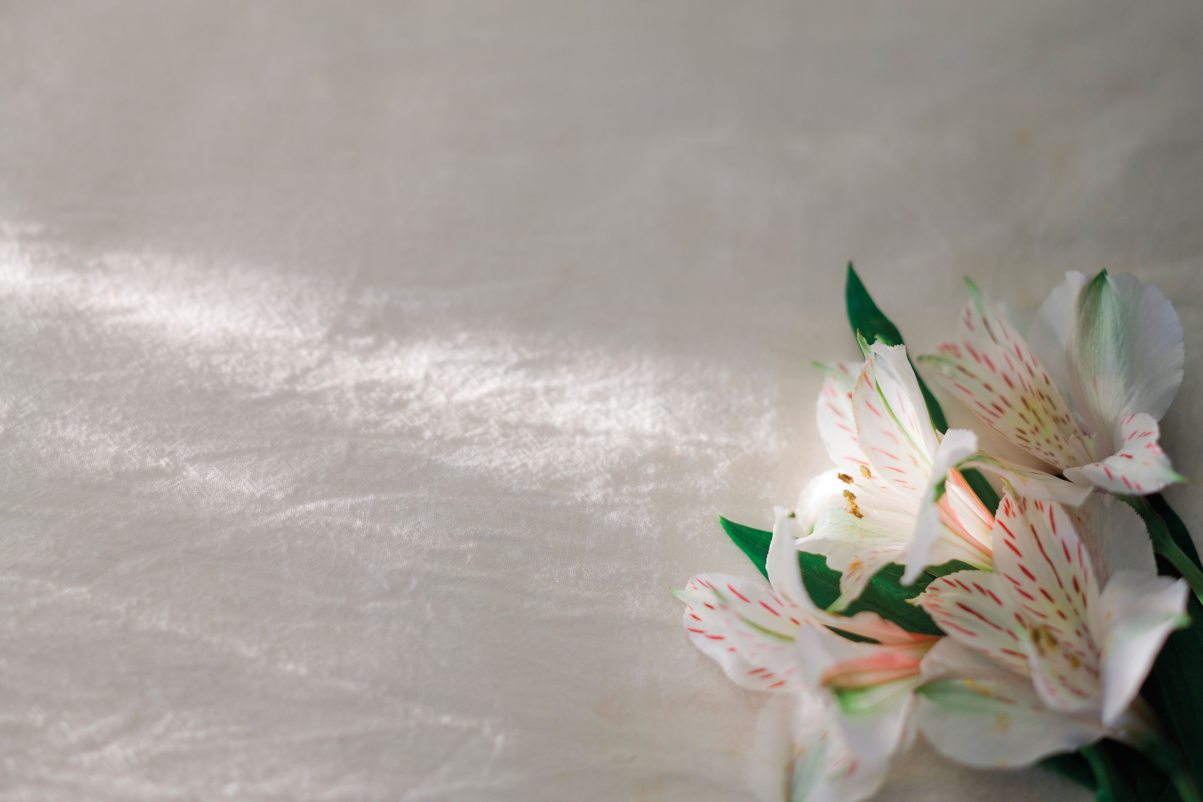 A bunch of white and pink lilies lying on a piece of linen.