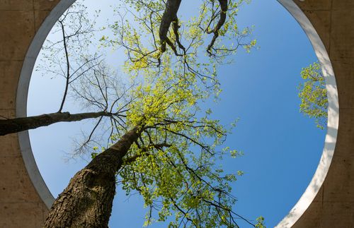träd som växer genom ett hål i ett tak