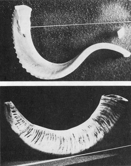 shofar horns