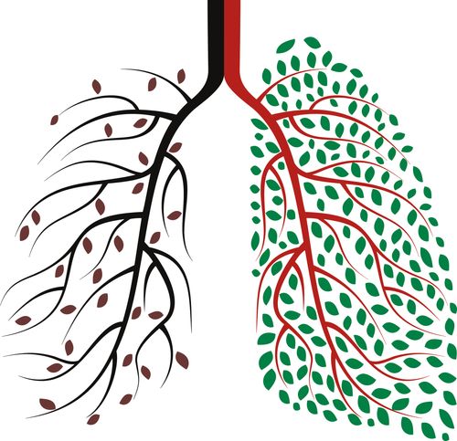illustration of lungs