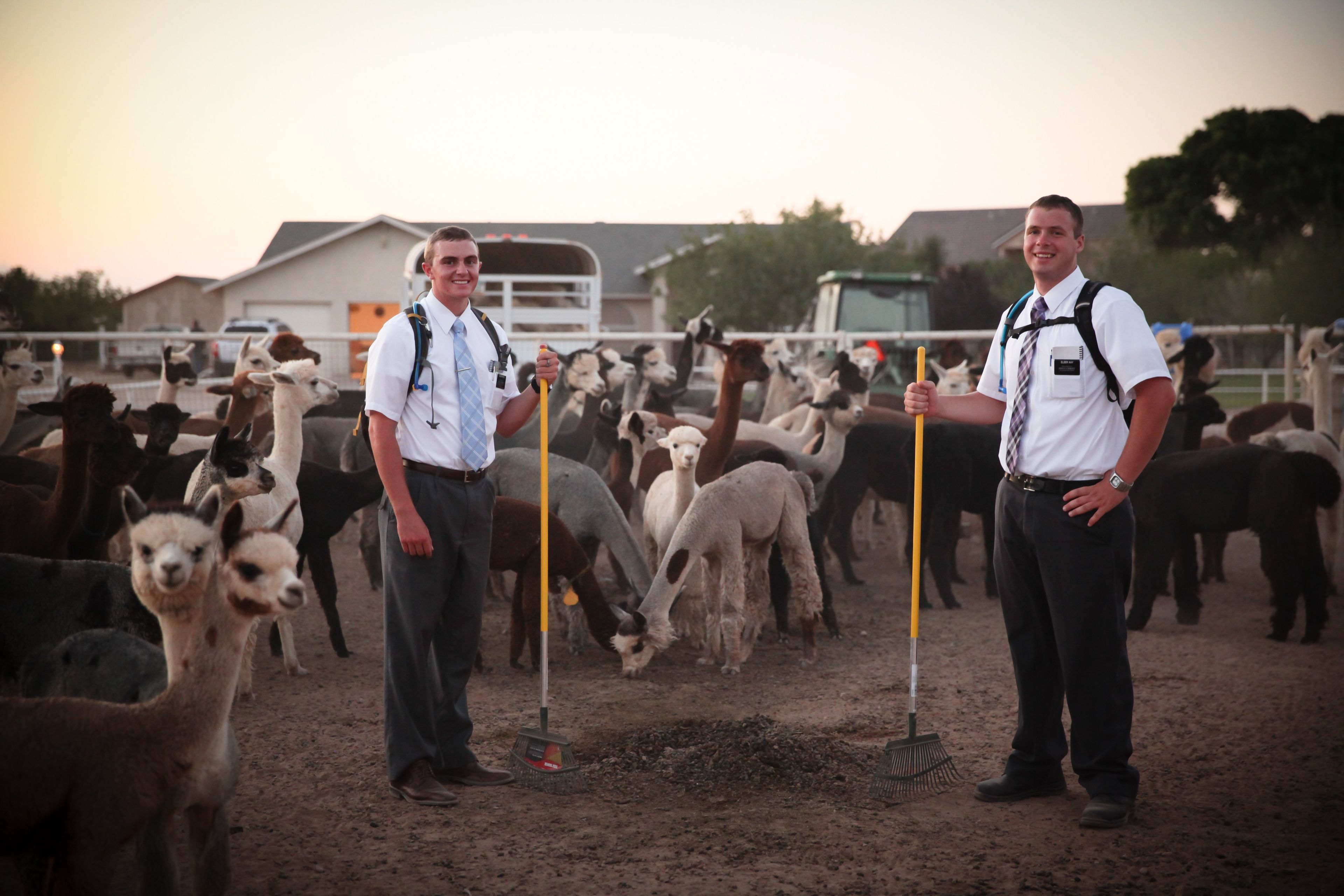 Two elder missionaries standing with rakes at a llama and alpaca farm.