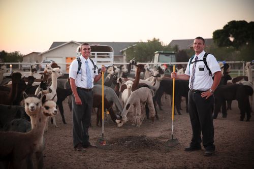 Two elder missionaries in white shirts, ties, and pants hold rakes while standing in a pen with llamas and alpacas on a farm.