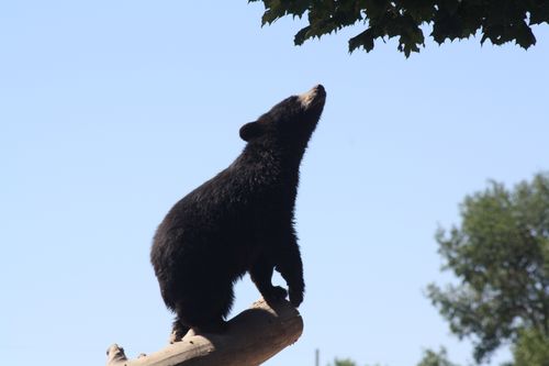 A photo of a young black bear cub standing on the edge of a tree trunk sniffing at some leaves above.