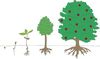 illustration of seed growing into tree