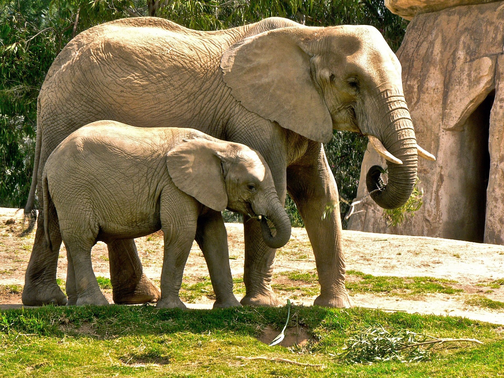 An elephant calf stands close to its mother.