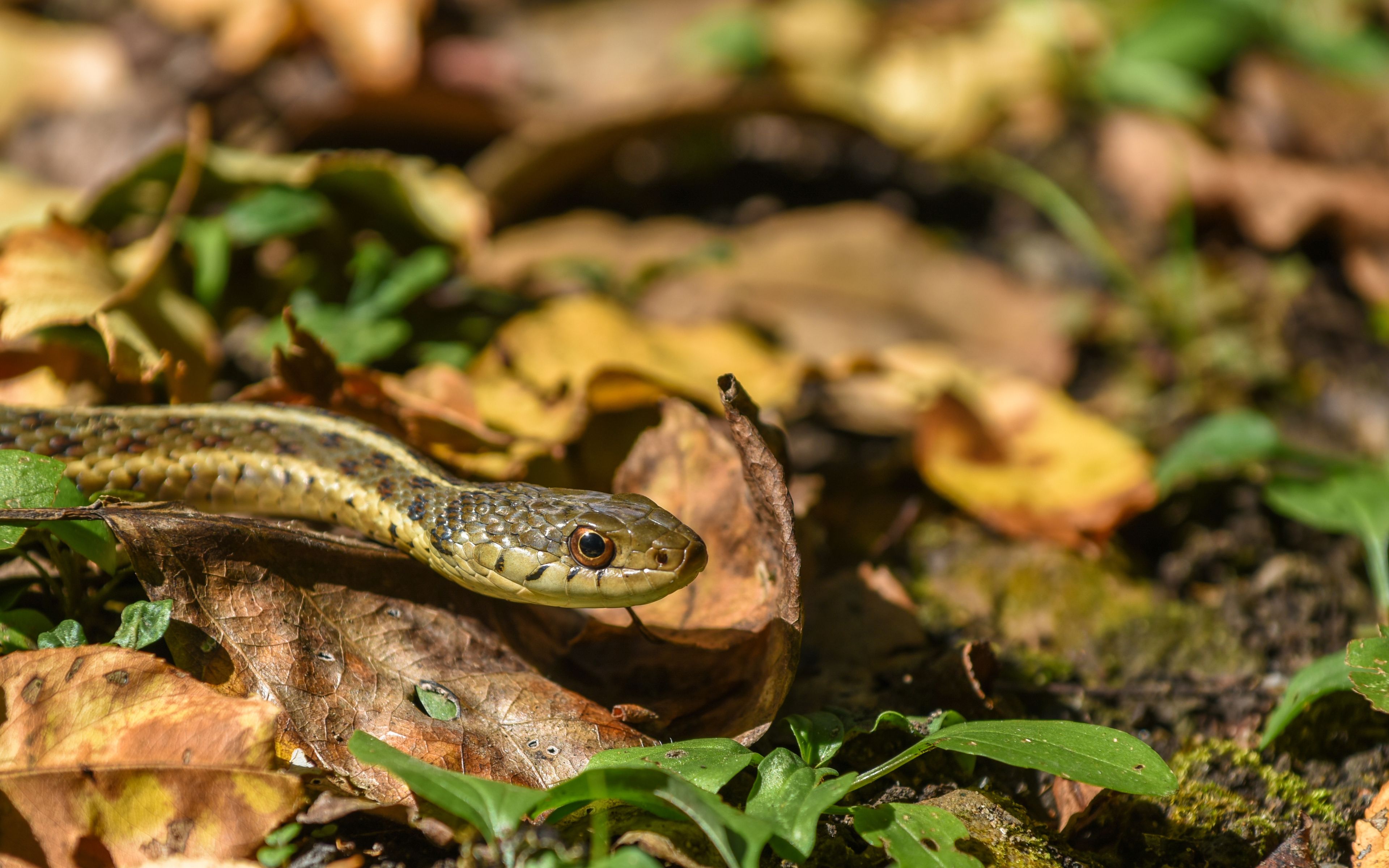 A snake slithers in the grass.