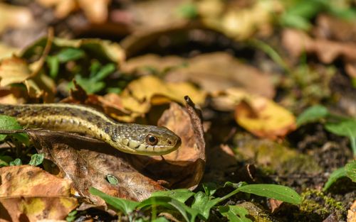 A snake slithers among leaves in the grass.