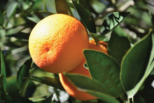 An orange ready to harvest from the tree.