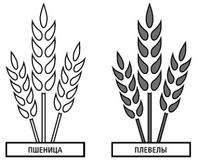 пшеница и плевелы