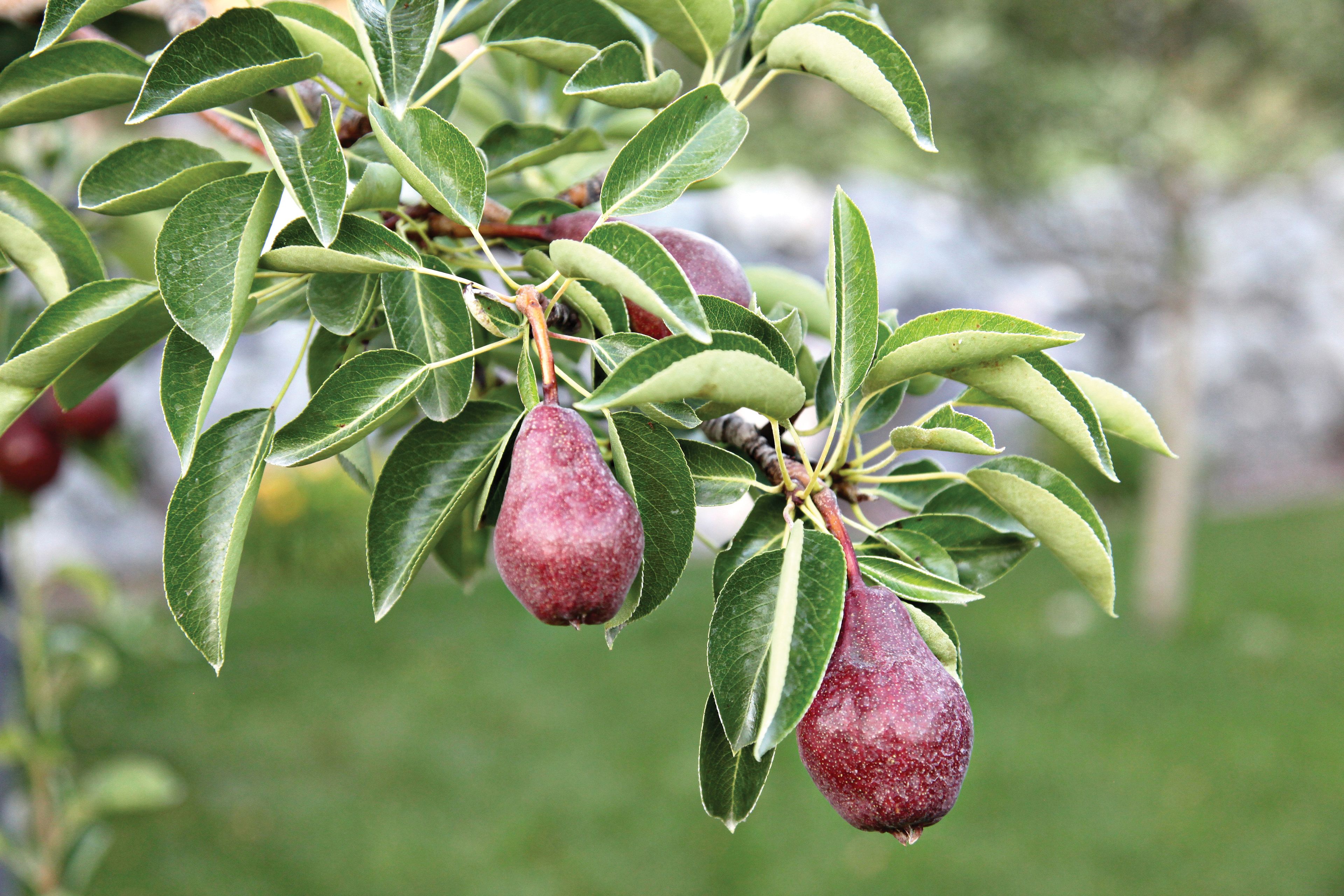 A photograph of red pears on a pear tree.