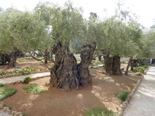 A photograph of olive trees at the Garden of Gethsemane.