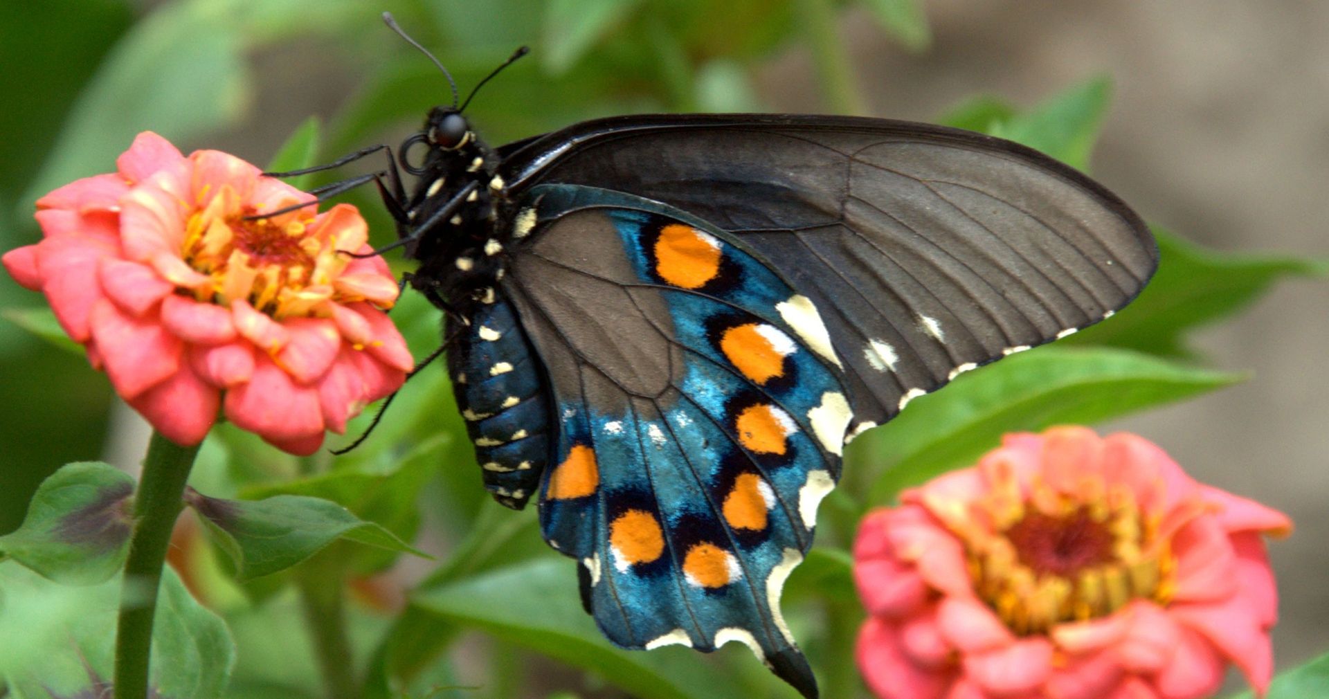 A picture of a butterly on a flower.