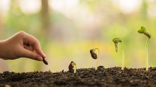 Hand holding seed and progression of seedling growth