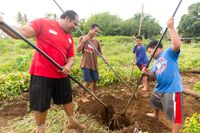 A family in Tonga use long tools to dig in the dirt for various plants, mainly tubers.