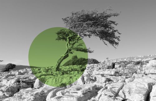 樹的黑白影像和疊印上的綠色圓圈