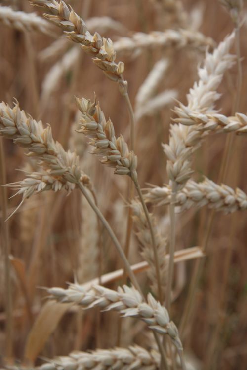 A detailed view of a handful of golden wheat stalks growing in a field.
