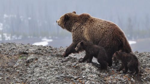 bear and cubs