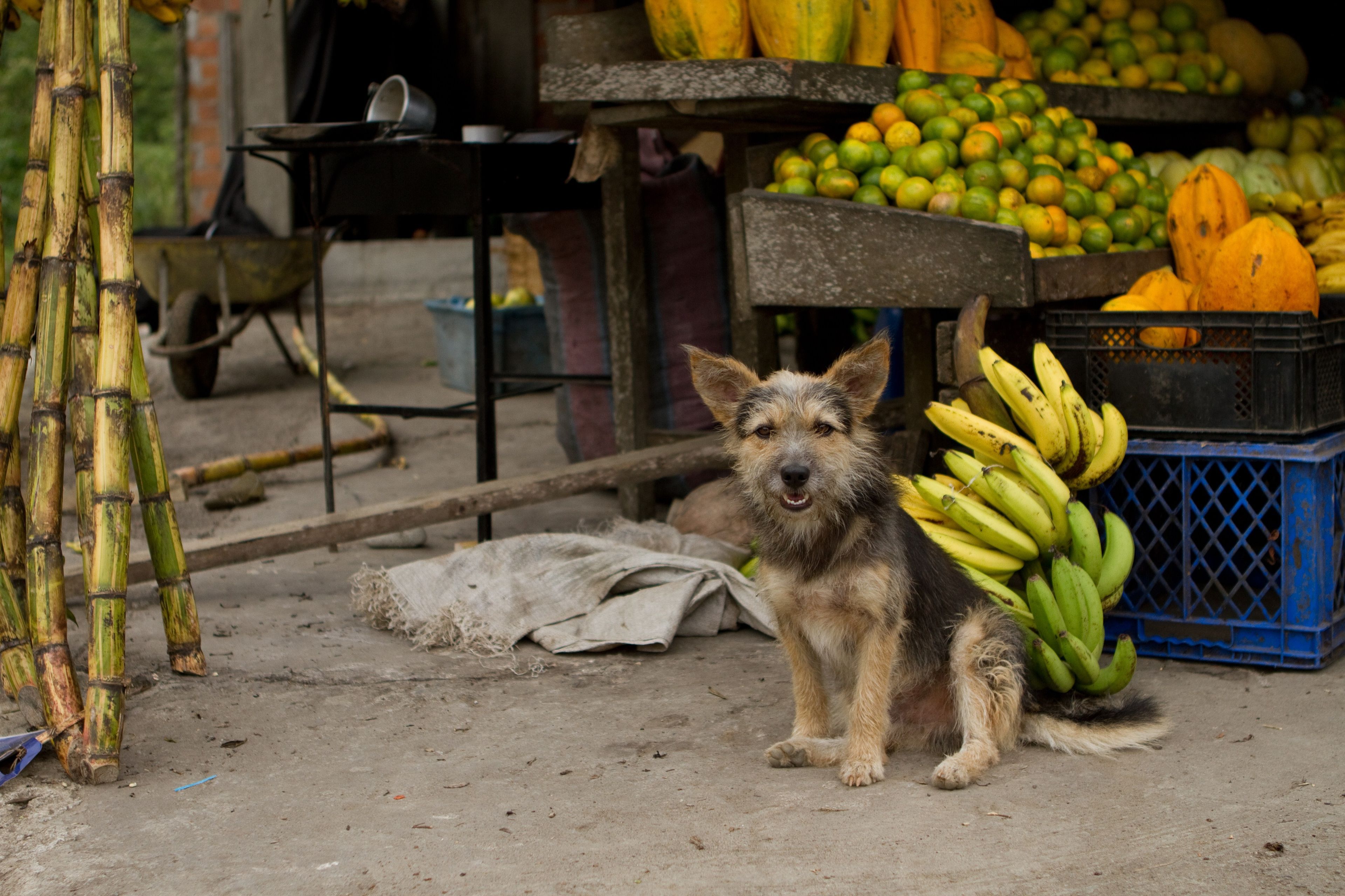 A dog sits near a fruit market.