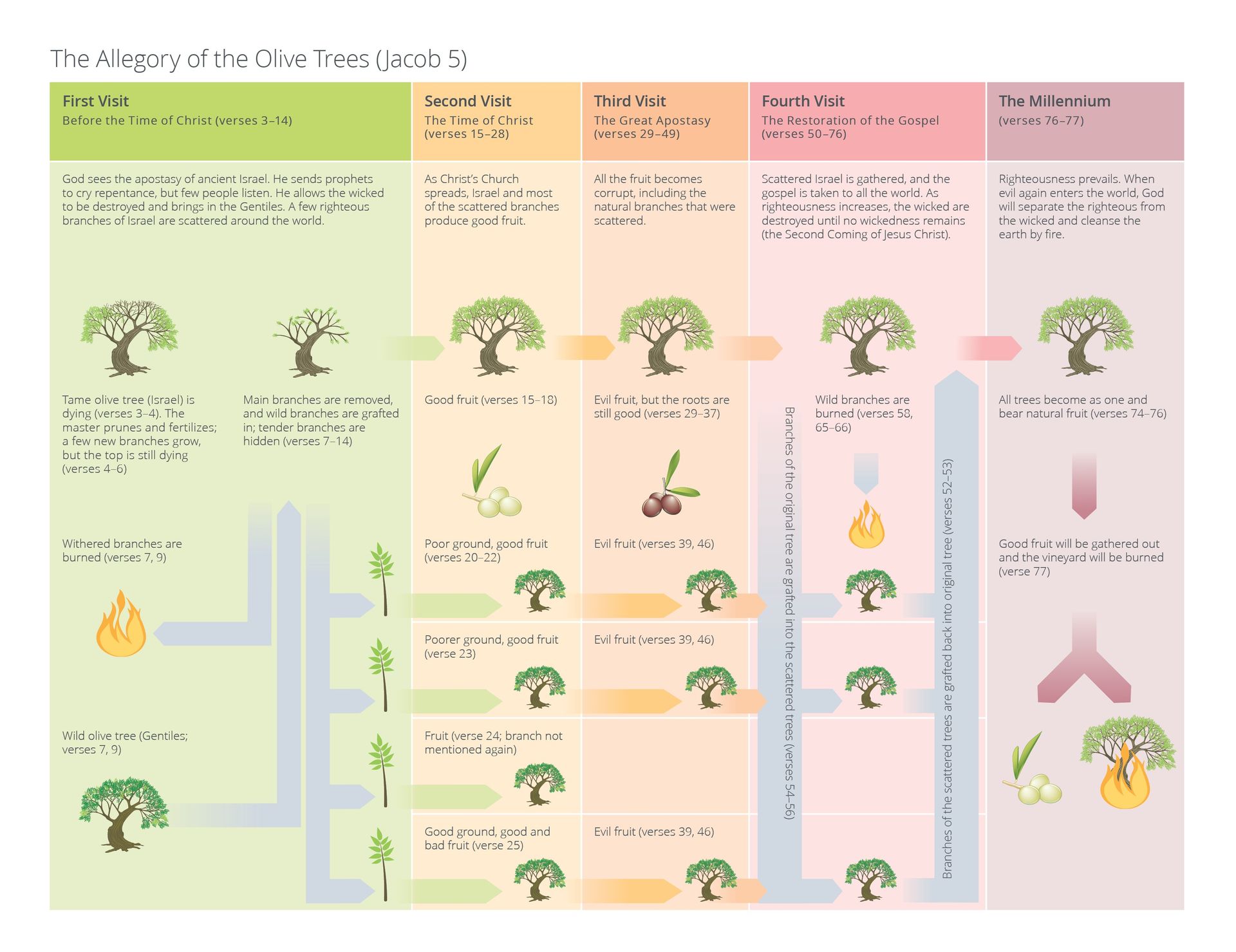 A chart explaining the allegory of the olive tree. © undefined ipCode 1.
