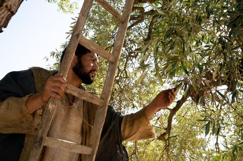 The Servant of the Vineyard inspects the leaves and branches of the olive trees. This is part of the olive tree allegory mentioned in Jacob 5.