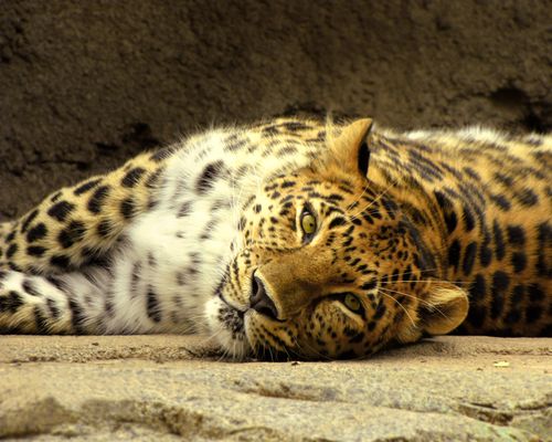 A photo of a leopard lying on its side looking right at the camera.