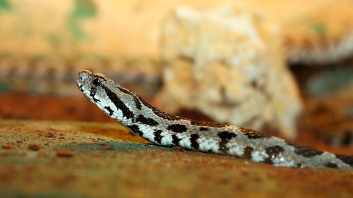 Una víbora palestina blanca y negra