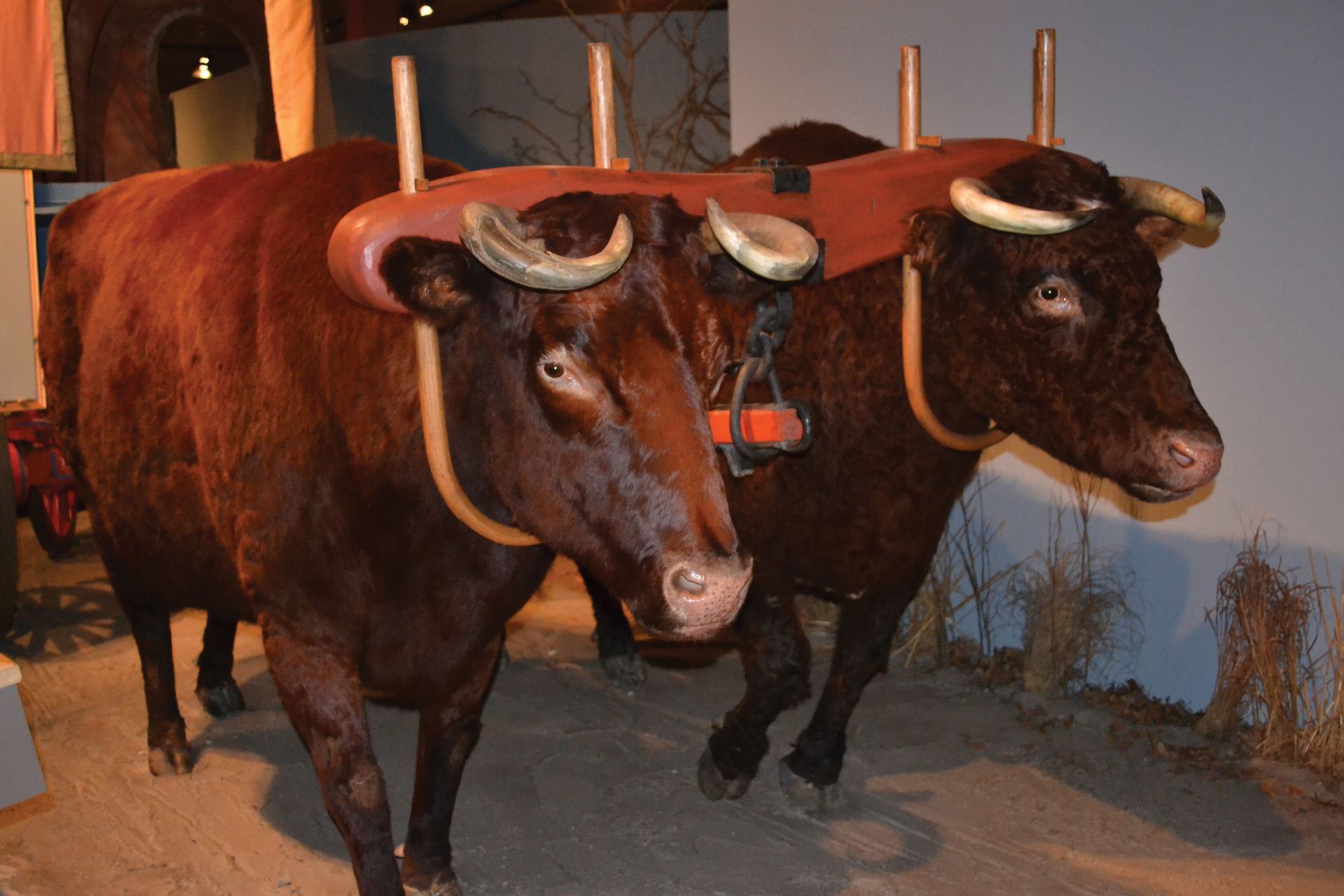 A model of two oxen yoked together.