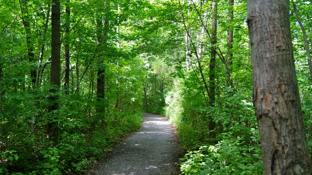 Sacred Grove trail