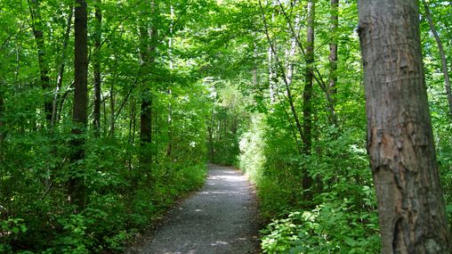 Sacred Grove trail