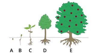 an illustration show spiritual growth using a tree